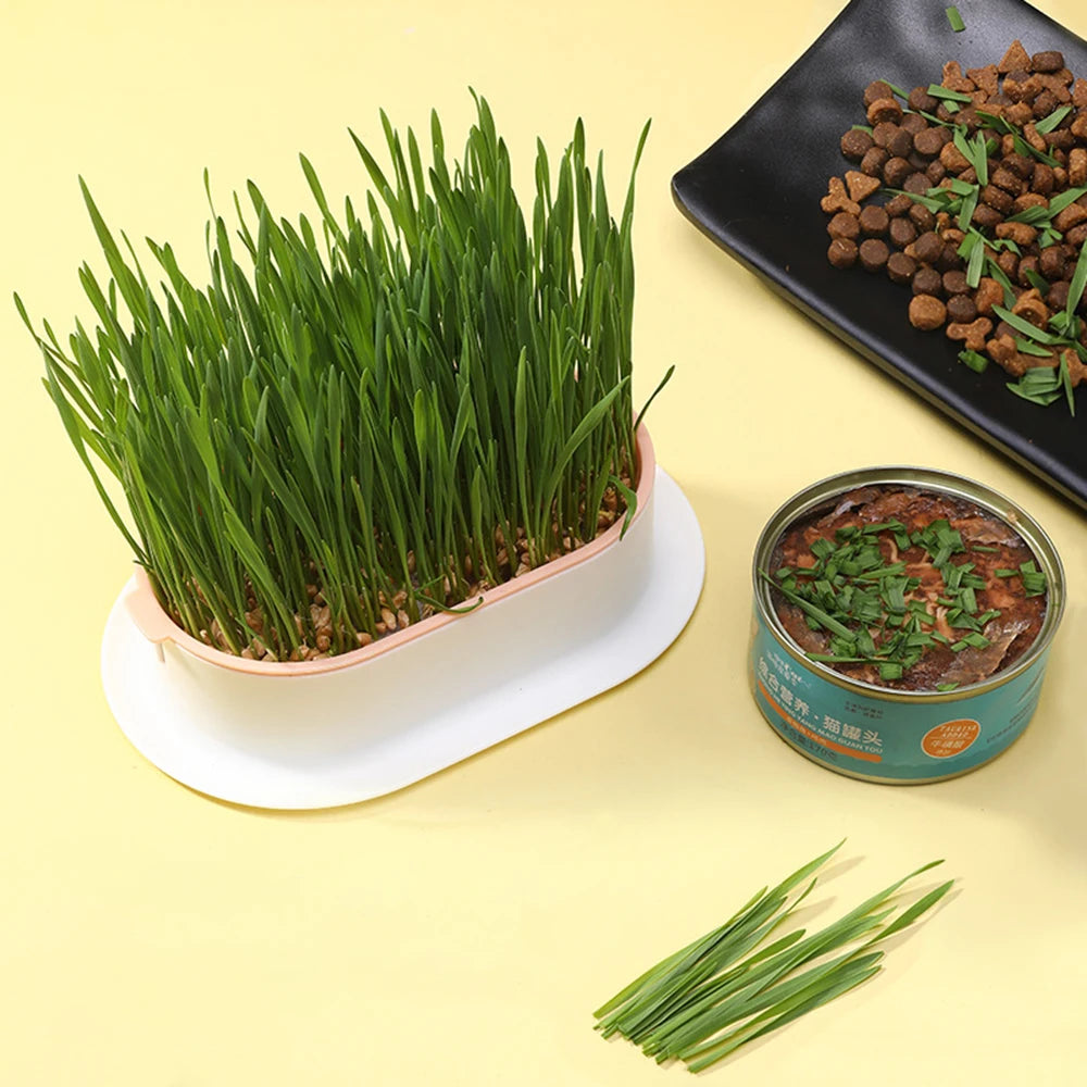 Hydrokultur-Gras-Tablett Katzengras Keimschale