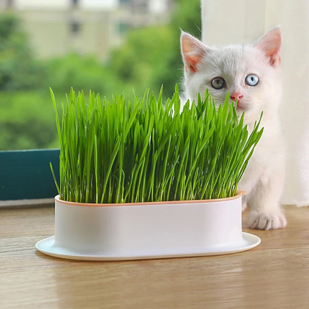 Hydrokultur-Gras-Tablett Katzengras Keimschale