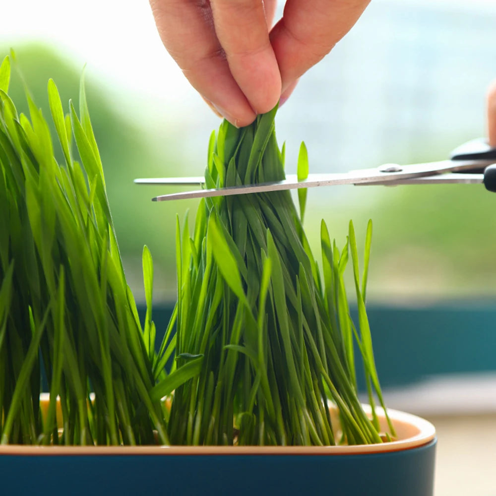 Hydrokultur-Gras-Tablett Katzengras Keimschale