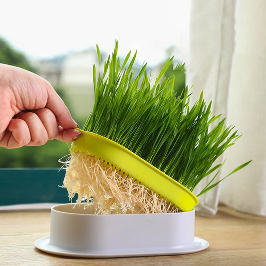 Hydrokultur-Gras-Tablett Katzengras Keimschale